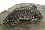 Hollardops Trilobite Fossil - Ofaten, Morocco #319944-1